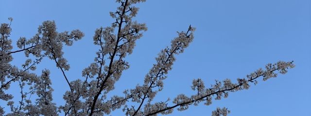 ライムさんの壁紙画像