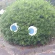 ᵔᢦᵔさんのアイコン画像