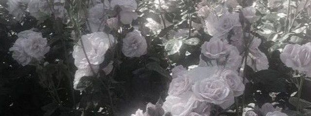 りぷとんさんの壁紙画像