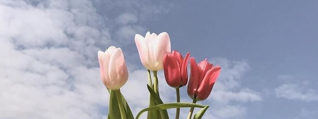 茅紗  さんの壁紙画像