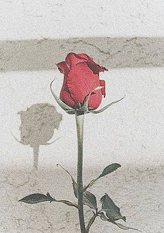 美しいものほど、棘がある