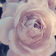 お魚天国だよさんのアイコン画像