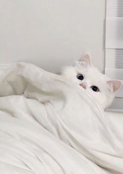 うちの姫は ,6男 です 。