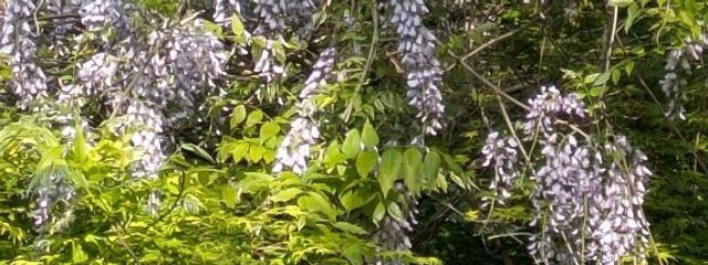 Ikumiさんの壁紙画像