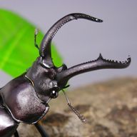 Mr.KWGTさんのアイコン画像