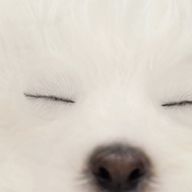 そふとくりいむさんのアイコン画像