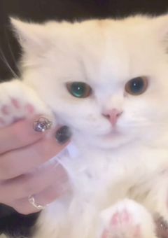 いらめい部屋🐑🐑