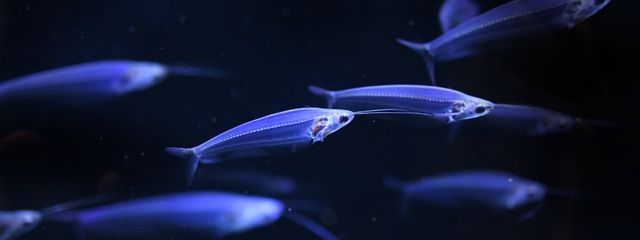 しらたまさんの壁紙画像