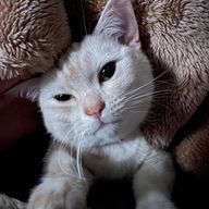 あいねさんのアイコン画像