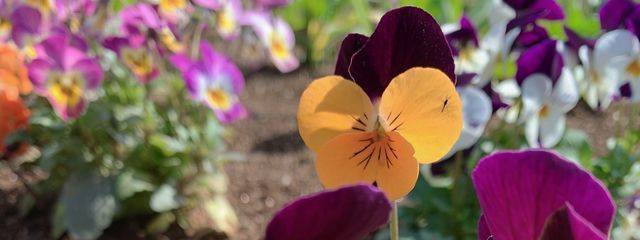 iwfkさんの壁紙画像