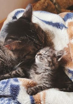 リクエスト部屋