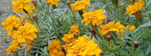 咲亜  🕊‎❤🌼   スタファブ所属！！さんの壁紙画像