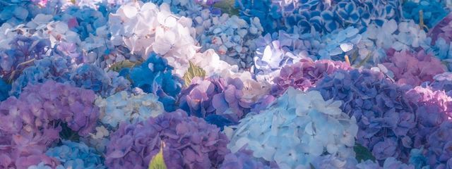 アガサ・クリスティさんの壁紙画像