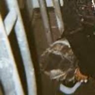 (・×・)🐱さんのアイコン画像