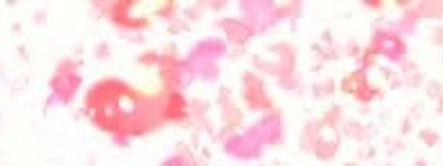 レオンさんの壁紙画像