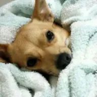 さとみさんのアイコン画像