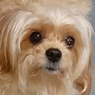 脳破壊寸前の純愛過激団ですさんのアイコン画像