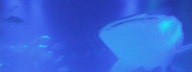 よちゃさんの壁紙画像