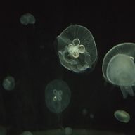 よちゃさんのアイコン画像