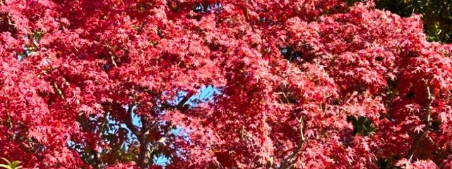 もみじさんの壁紙画像