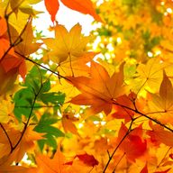 もみじさんのアイコン画像