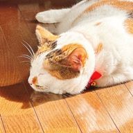 咲桜さんのアイコン画像