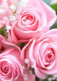 Pink Rose 