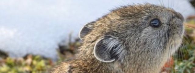 亜ぁ。さんの壁紙画像