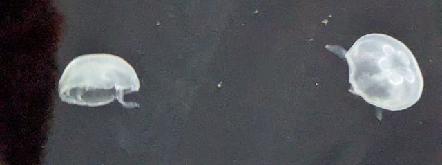 空羽さんの壁紙画像