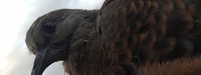 雪だるま？さんの壁紙画像