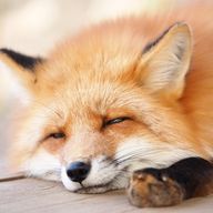 カイムさんのアイコン画像