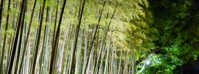 にわとり( - ө - )🙂さんの壁紙画像