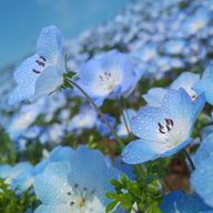 にわとり( - ө - )🙂さんのアイコン画像