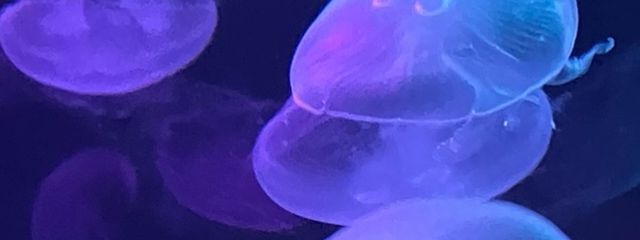 ムショク。さんの壁紙画像