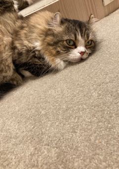 ぴの(*´꒳`*)ちゃん専用部屋