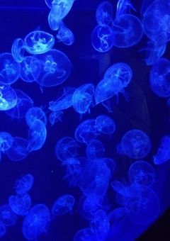 月下美人の花束を君に