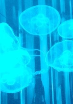 セキチクの花を私に、そして私はラベンダーとマリーゴールドの中で生きていく