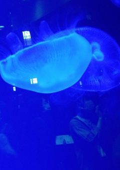 百合と向日葵が咲かぬ庭で