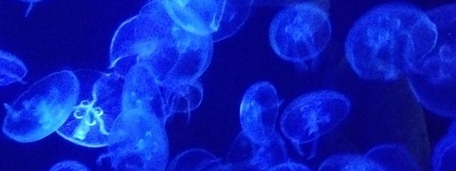 鸞さんの壁紙画像