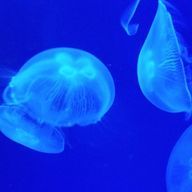 鸞さんのアイコン画像