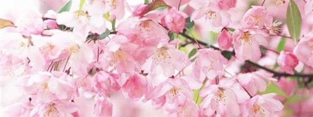 夜野すみかさんの壁紙画像