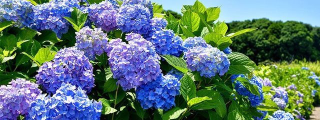 星詠燈真 @怠惰さんの壁紙画像