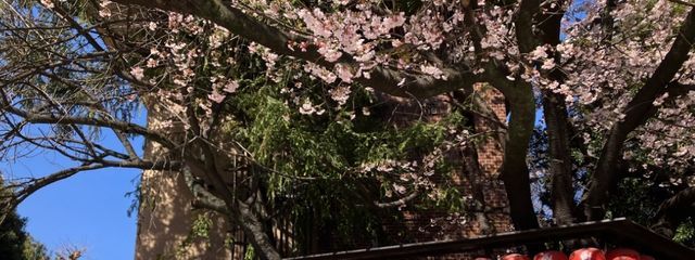 プリンアラモードさんの壁紙画像