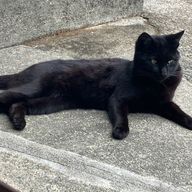 しにらさんのアイコン画像