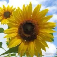 かすまるさんのアイコン画像