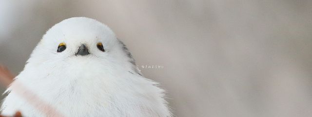 星屑☽⋆゚︎︎◌*⋆゜さんの壁紙画像