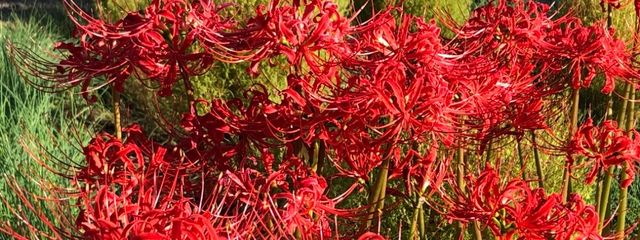 実況者好きさんの壁紙画像