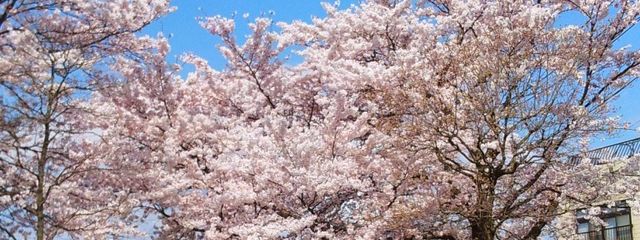 D.rainさんの壁紙画像