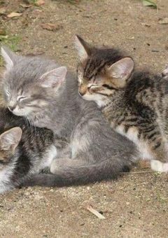 🥀〜✿ ❦リセ関🥀〜✿ ❦