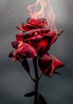 〚ディセンダント〛赤い薔薇は嫌いだよ
